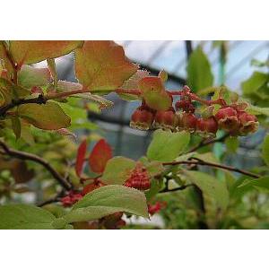 ナツハゼ：果樹苗 苗 苗木 : 日本花卉ガーデンセンターYahoo!店 - 通販