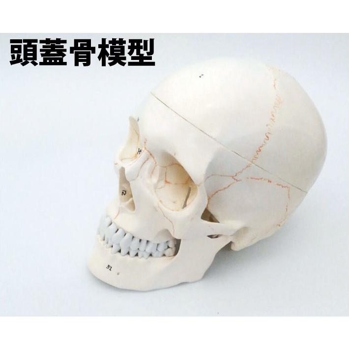 頭蓋骨模型 プラスチック製 約25cm ホワイト Amazon.co.jp: 頭蓋骨