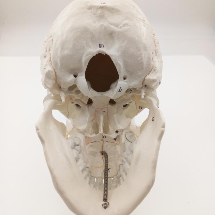 頭蓋骨 シンプル ホワイト 人体模型 日英取扱説明書付 標本 送料