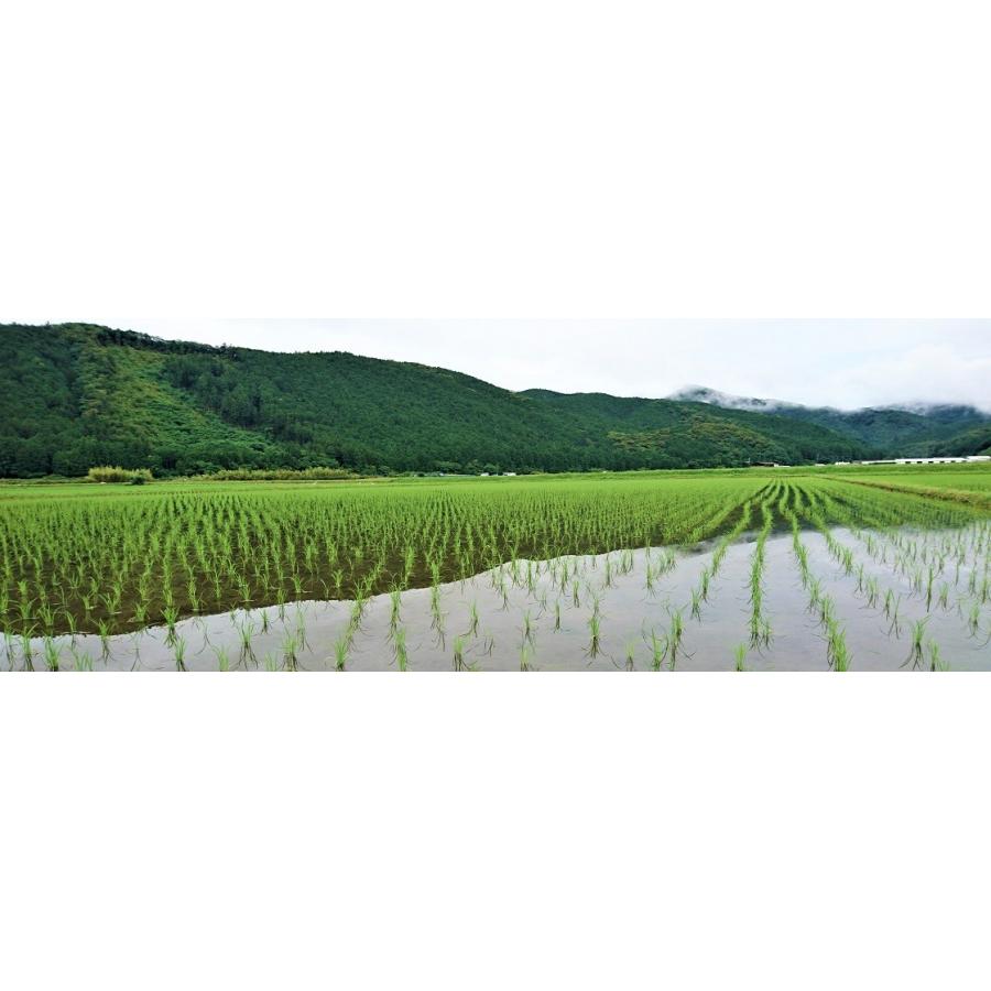 ヒノヒカリ 米玄米 令和6年高知県四万十町産 仁井田米 ヒノヒカリ 米玄米 令和6年高知県四万十町産 仁井田米