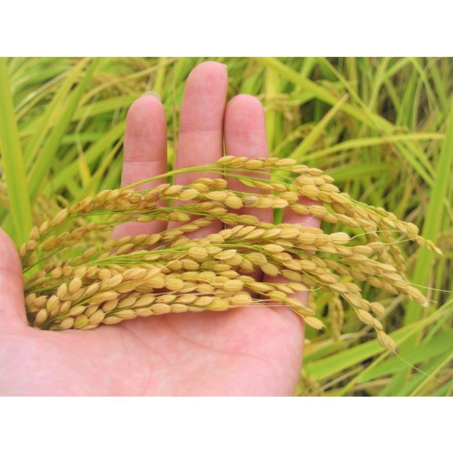コシヒカリ 【玄米】米 令和7年産 お米 10kg 送料無料 新潟産 玄米