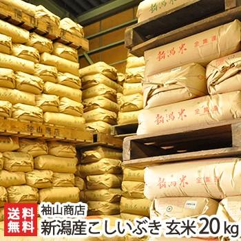こしいぶき 【令和7年度米】米屋の蔵出し米 新潟産こしいぶき 玄米20kg