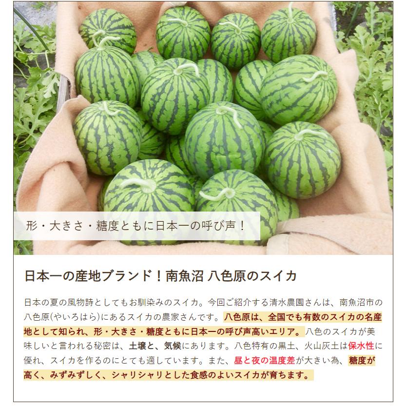 南魚沼 八色産スイカ 大玉2Lサイズ2個入り（1個7〜8kg前後） 7月下旬