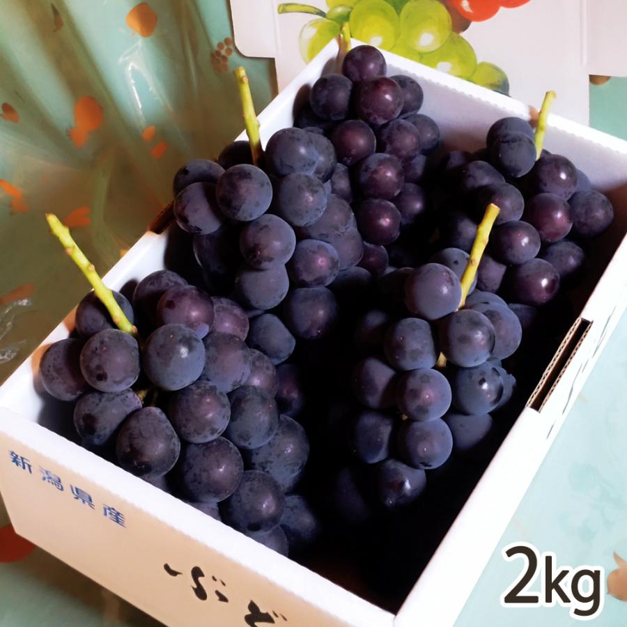 新潟産 巨峰 種なし 2kg（5〜7房）/株式会社 果香詩 /送料無料 : 新潟