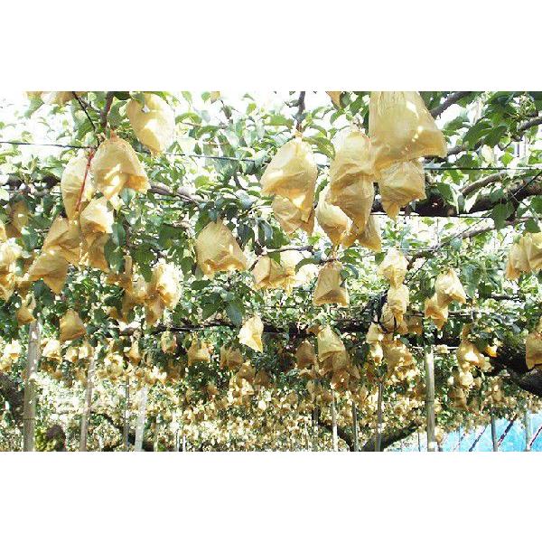 贈答用 新潟県産ル・レクチェ3kg（7〜11個） 樋口農園 幻の洋梨ルレクチェ/のし無料/送料無料