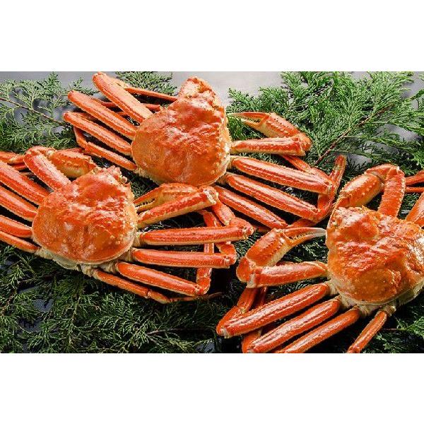 お歳暮 新潟の蟹屋こだわりの本ズワイガニ カナダ産 ７００g ２尾 かに カニ 蟹 本ズワイガニ 御歳暮にも ギフトにも のし無料 送料無料 最先端 Www Thrillbicycle Com