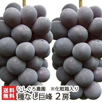 新潟県産 種なし巨峰 2房 化粧箱入/ぶどう/後払い不可/ギフトにも！/のし無料/送料無料