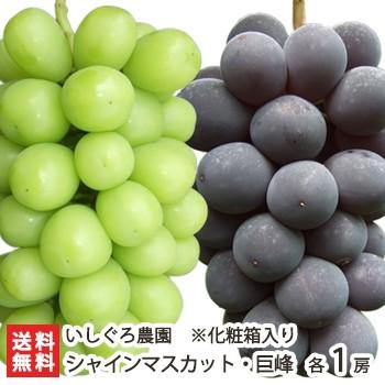 新潟県産 シャインマスカット1房 ＋ 種なし巨峰1房 化粧入/後払い不可/ギフトにも！/のし無料/送料無料
