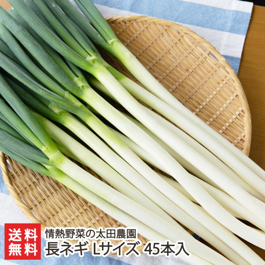 長ネギ Lサイズ 45本入り/情熱野菜の太田農園/送料無料 : 新潟直送計画