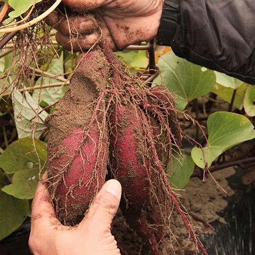紅はるか 3.6kg（約600g×6袋）/つよしファーム/送料無料 : 新潟直送