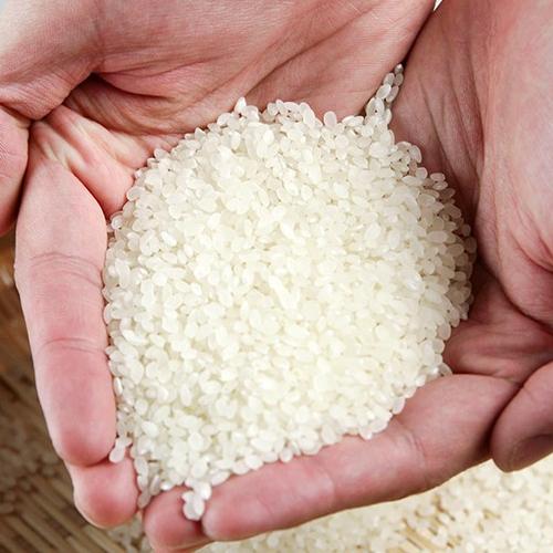 コシヒカリ 【令和7年度米】特別栽培米（無農薬・無化学肥料）新潟産