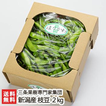 新潟産 枝豆 2kg/枝豆 えだまめ/三条果樹専門家集団/送料無料 : 新潟