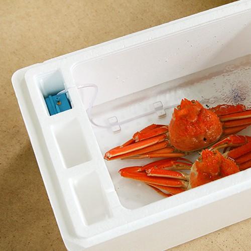 佐渡産 活本ズワイガニ「おけさ蟹」 2Lサイズ3尾 エアーポンプ付/かに カニ 蟹 蟹しゃぶ/ファクトリー童夢/後払い不可/送料無料 おけさ蟹