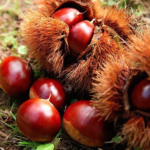 新潟上越産 氷蔵熟成栗 1kg /クリ くり 甘栗/宮沢栗農園/送料無料