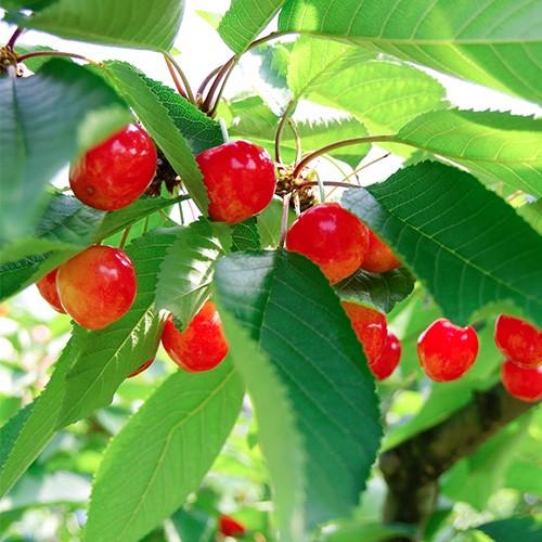 新潟聖籠町産 さくらんぼ 佐藤錦 超大粒3Lサイズ 20粒プレミアム