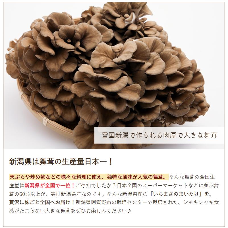 いちまさのまいたけ 4株（約440g×4株）/舞茸 マイタケ きのこ 茸/一正蒲鉾株式会社/送料無料｜niigata-shop｜03