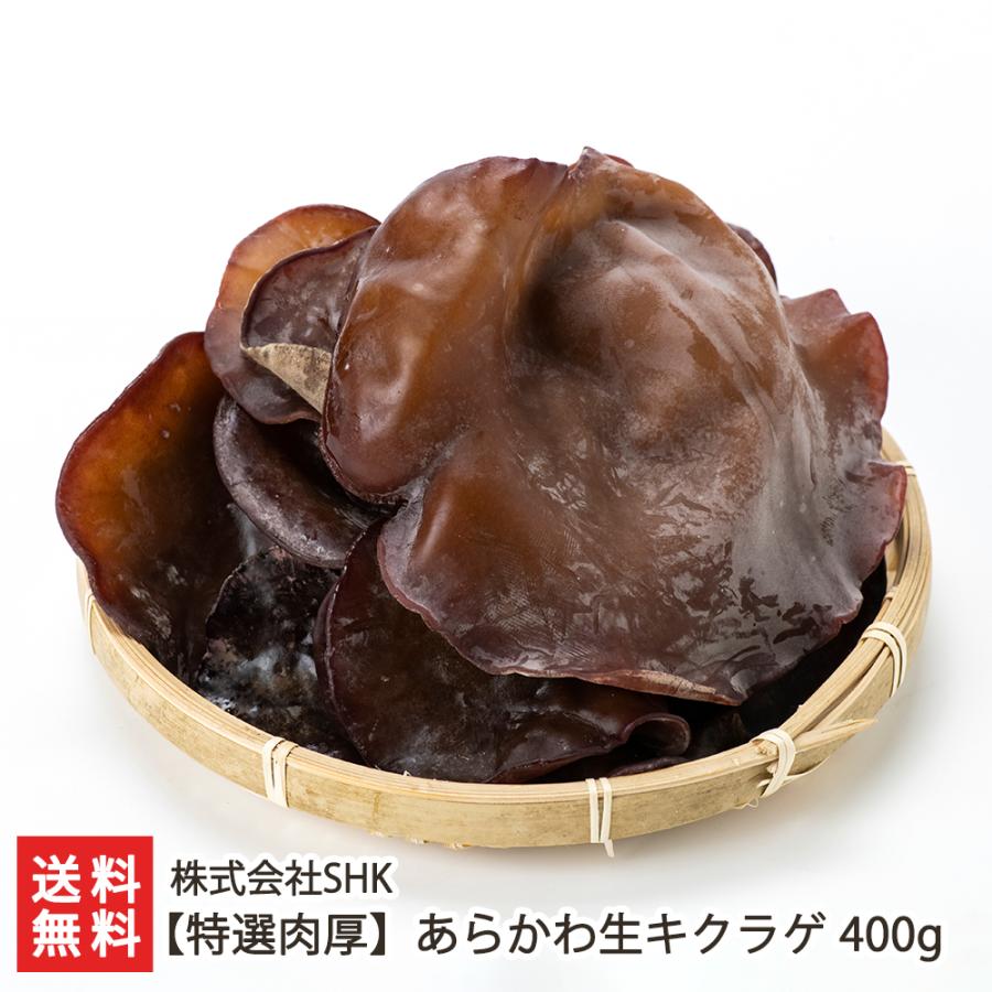 特選肉厚】あらかわ生キクラゲ 400g/きくらげ/株式会社SHK/送料無料