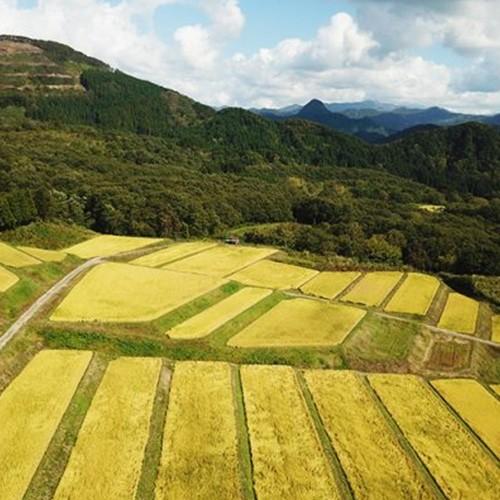 【令和7年度米】岩船産コシヒカリ タカネノ山棚田米 精米2kg 農家民宿ざいごもん/ギフト/ギフトにも！/のし無料/送料無料 | コシヒカリ | 03