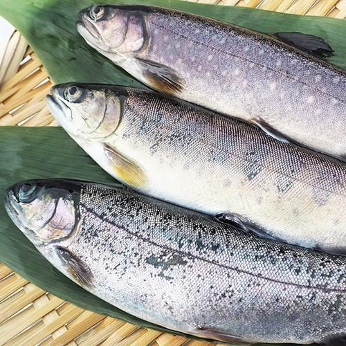 新潟産 冷凍川魚 ヤマメ 1箱（11尾入り）魚沼 高野養魚場/ギフトにも！/のし無料/送料無料｜niigata-shop｜02