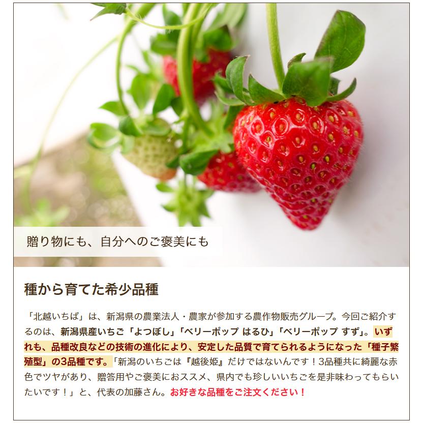 新潟県産いちご L〜2Lサイズ 選べる1パック ※品種をお選びください/北越いちば/送料無料 |  | 02