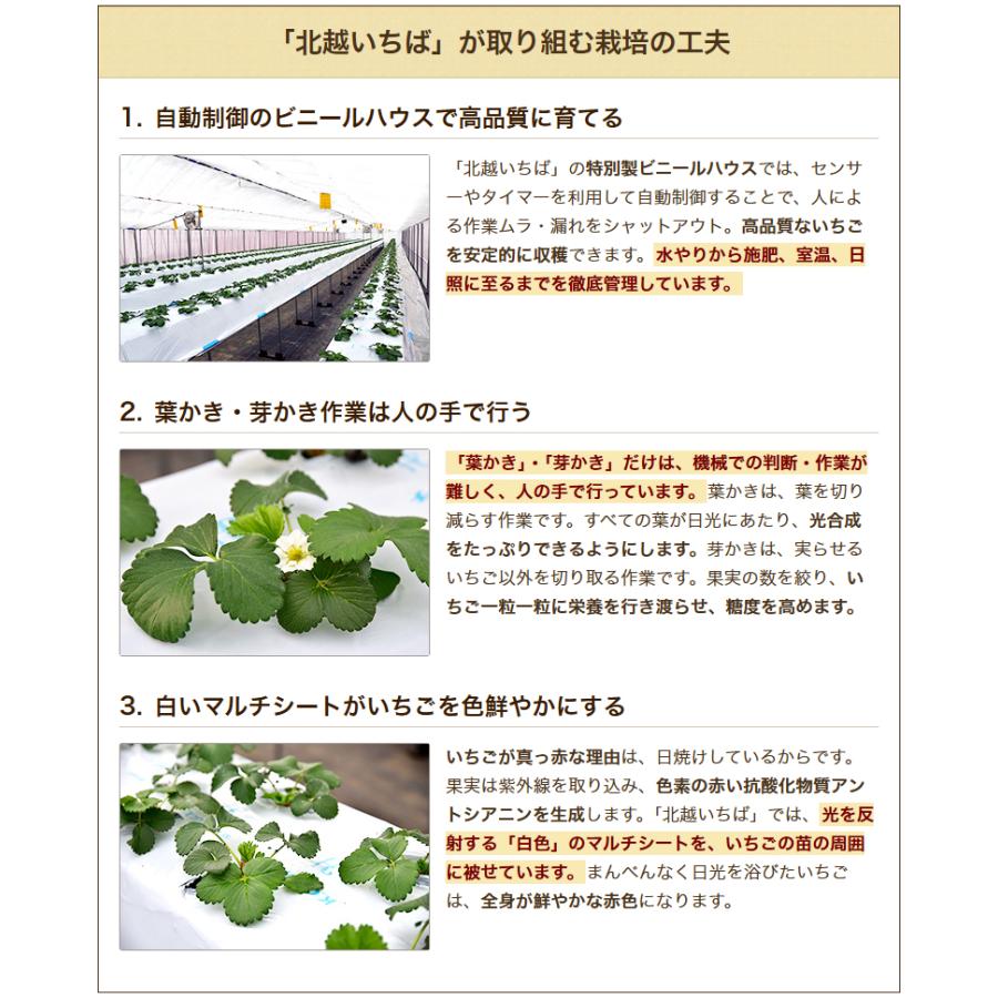 新潟県産いちご L〜2Lサイズ 選べる1パック ※品種をお選びください/北越いちば/送料無料 |  | 04