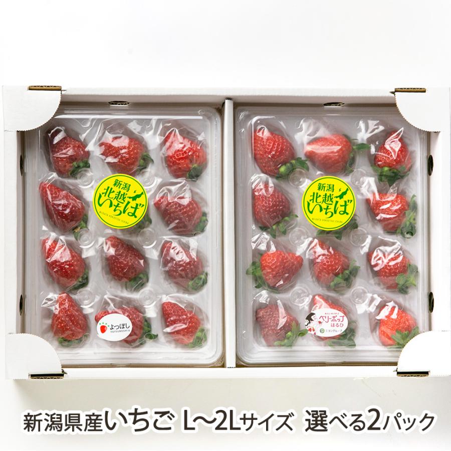 新潟県産いちご L〜2Lサイズ 選べる2パック ※品種をお選びください/北越いちば/送料無料 | 