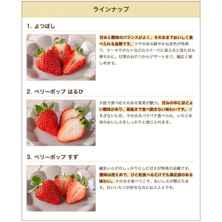 新潟県産いちご L〜2Lサイズ 選べる2パック ※品種をお選びください/北越いちば/送料無料 |  | 03