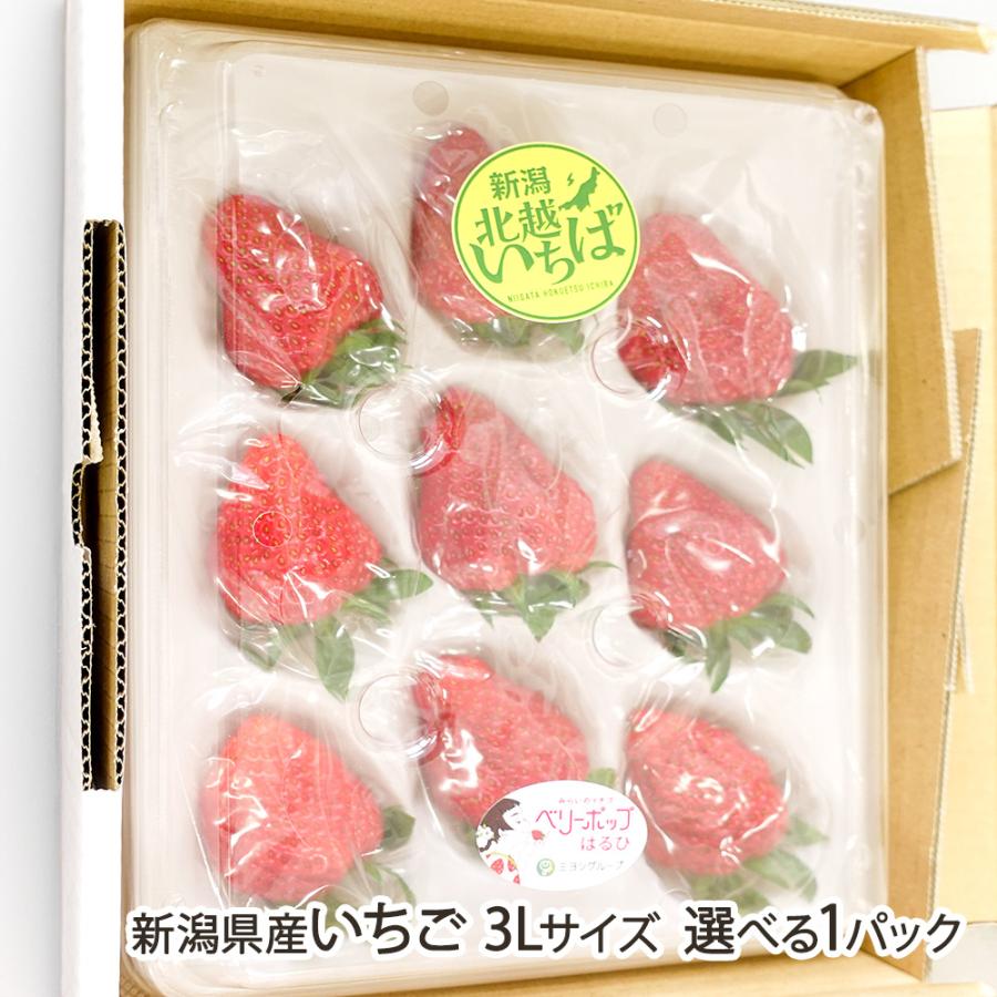 新潟県産いちご 3Lサイズ 選べる1パック ※品種をお選びください/北越いちば/送料無料 | 