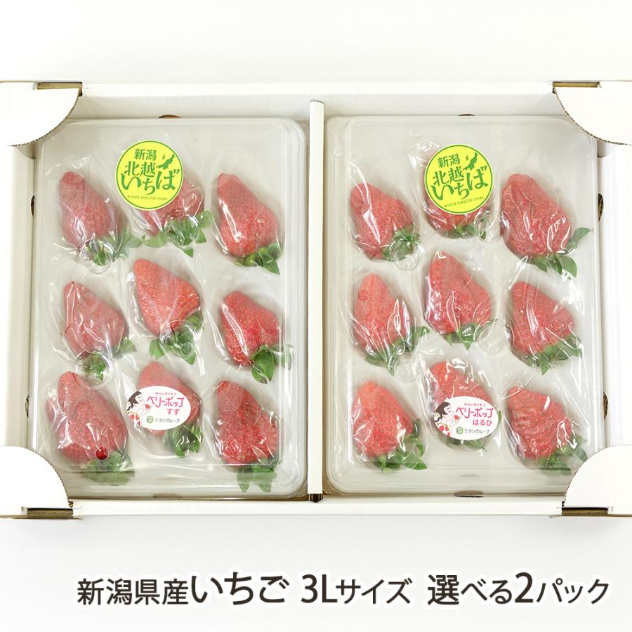 新潟県産いちご 3Lサイズ 選べる2パック ※品種をお選びください/北越いちば/送料無料 | 