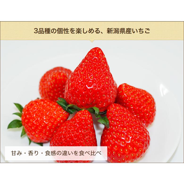 新潟県産いちご 3Lサイズ 選べる2パック ※品種をお選びください/北越いちば/送料無料 |  | 05