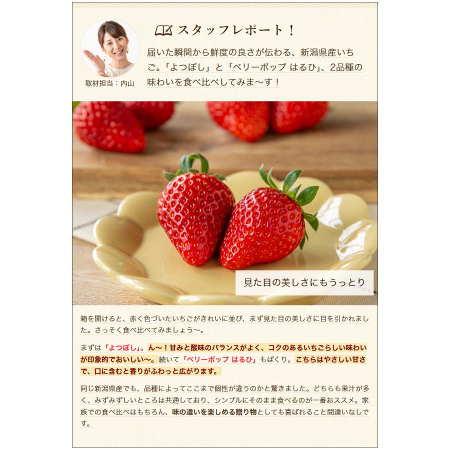 新潟県産いちご 3Lサイズ 選べる2パック ※品種をお選びください/北越いちば/送料無料 |  | 06