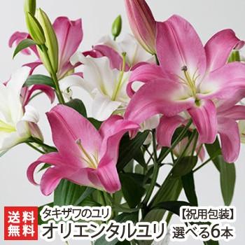 お祝い用ラッピング】オリエンタルユリ（白・ピンク）選べる6本/蕾の