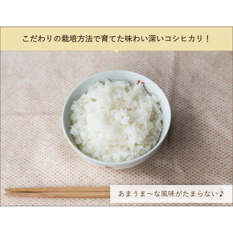 コシヒカリ 令和6年度産米 特別栽培米(減農薬・減化学肥料 コシヒカリ 令和6年度産米 特別栽培米(減農薬・減化学肥料