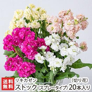 新潟県産 ストック 切り花 スプレータイプ 本入り 5本 4束 リキカゼン お中元にも のし無料 送料無料 0419 001 03 新潟直送計画 通販 Yahoo ショッピング