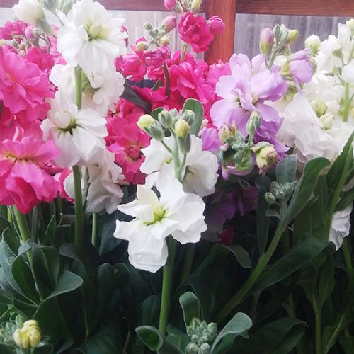 新潟県産 ストック 切り花 スプレータイプ 本入り 5本 4束 リキカゼン 御歳暮にも ギフトにも のし無料 送料無料 0419 001 03 新潟直送計画 通販 Yahoo ショッピング