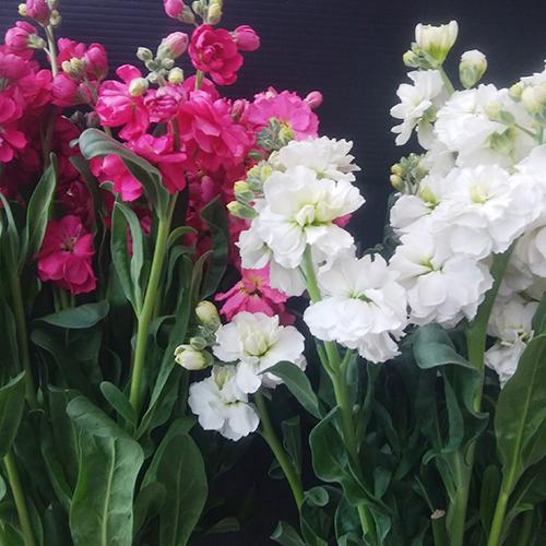 新潟県産 ストック 切り花 スプレータイプ 本入り 5本 4束 リキカゼン 御歳暮にも ギフトにも のし無料 送料無料 0419 001 03 新潟直送計画 通販 Yahoo ショッピング