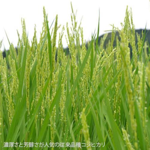 【令和7年度米】南魚沼産 従来品種コシヒカリ 精米10kg（5kg×2）/ 農事組合法人 光/ギフトにも！/のし無料/送料無料_2