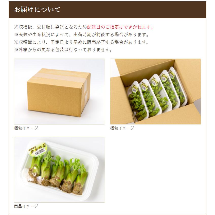 新潟県産 タラの芽 5パック入り(1パックあたり50g)/IkeIke 新潟県産 タラの芽 5パック入り(1パックあたり50g)/IkeIke