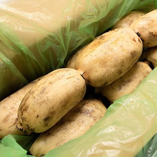 新潟 長岡産レンコン 4kg 桑原ファーム 父の日にも ギフトにも のし無料 送料無料 新作グッ