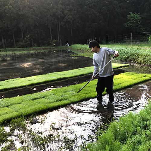 コシヒカリ 令和6年度産米 特別栽培米（減農薬・減化学肥料）新潟産