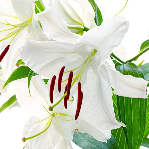 家庭用】十日町産 オリエンタルユリ カサブランカ「雪華美」5本入り JA