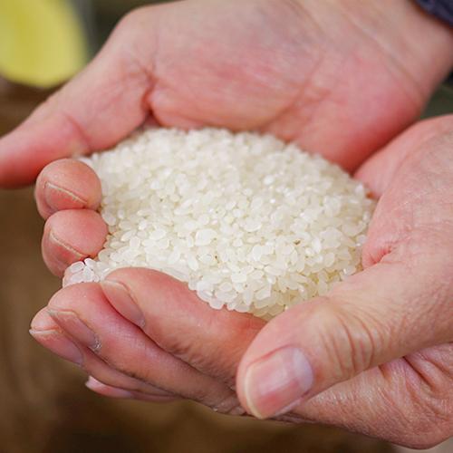 コシヒカリ 【令和7年度米】岩船産コシヒカリ 玄米4kg/農家民宿おく