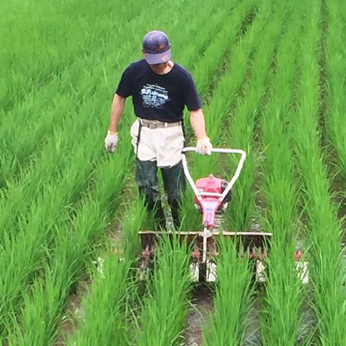コシヒカリ 【令和7年度米】岩船産コシヒカリ 玄米4kg/農家民宿おく