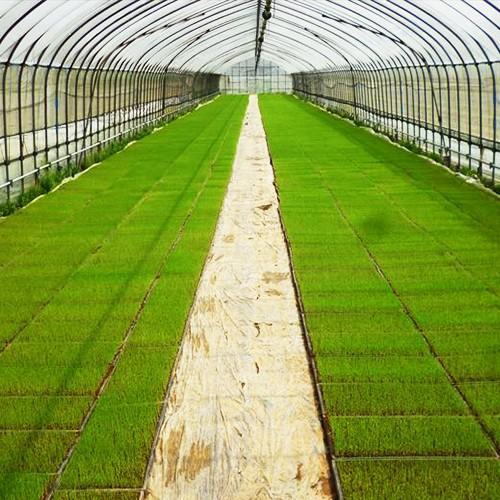 【令和7年度新米】新潟 佐渡産コシヒカリ 精米25kg（5kg×5）さどえもん/送料無料 | コシヒカリ | 04