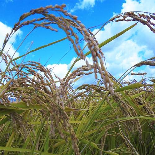 【令和7年度新米】新潟 佐渡産コシヒカリ 玄米20kg（5kg×4）さどえもん/送料無料 | コシヒカリ | 03