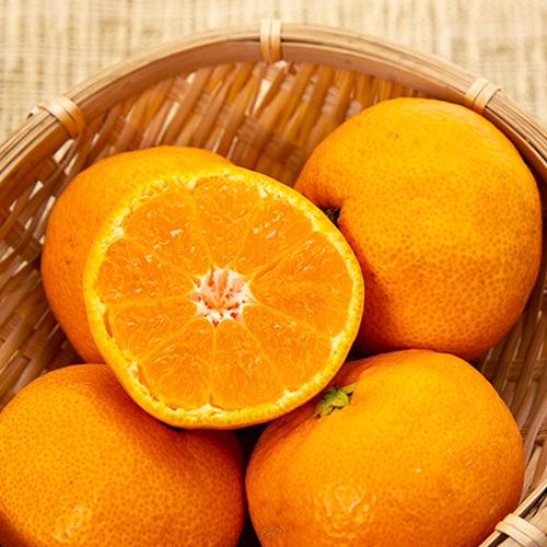 みかんピューレ「なつみ」6本入り/さどえもん/代引不可/送料無料 |  | 04