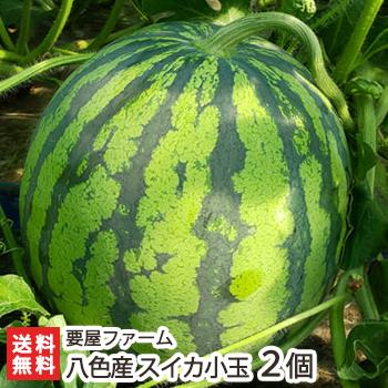 新潟 南魚沼産 八色産スイカ 小玉 2玉/すいか 西瓜/要屋ファーム
