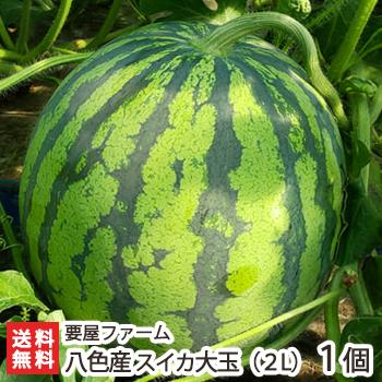 新潟 南魚沼産 八色産スイカ 大玉（2L）1玉/すいか 西瓜/要屋ファーム