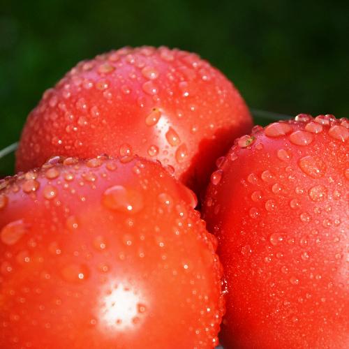 新潟産トマト「りんか409」2kg/近藤菜園/送料無料｜niigata-shop｜02