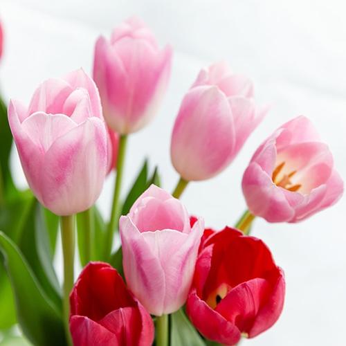 チューリップ 単色 切り花 30本入り 10本 3束 フラワーファームしろね 代金引換 Np後払い不可 送料無料 0619 001 03 新潟直送計画 通販 Yahoo ショッピング